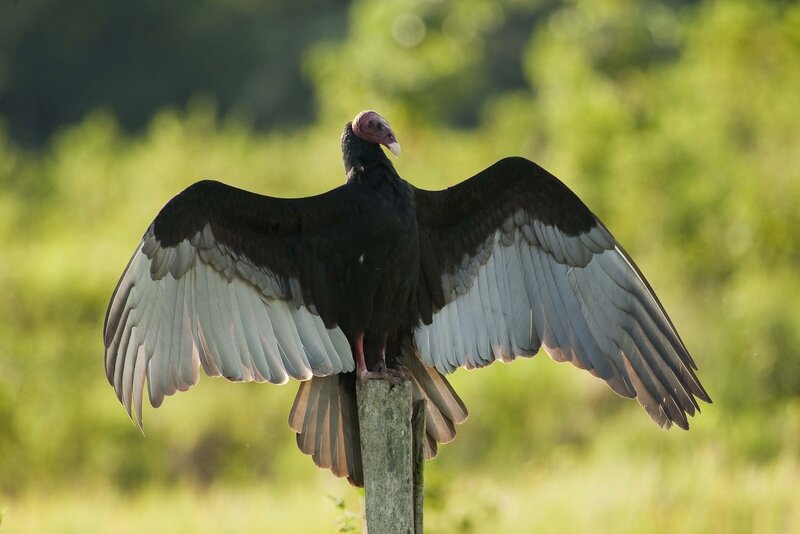 vulture with spread wings