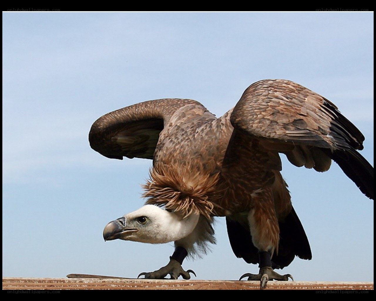 vulture with spread wings