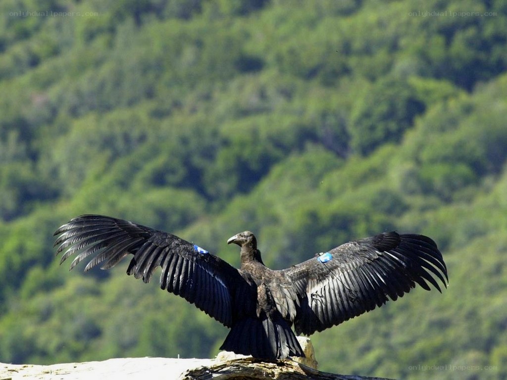 Vulture with spread wings