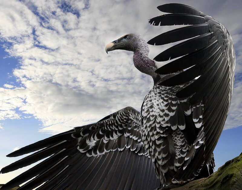 Vulture with Spread Wings — Black