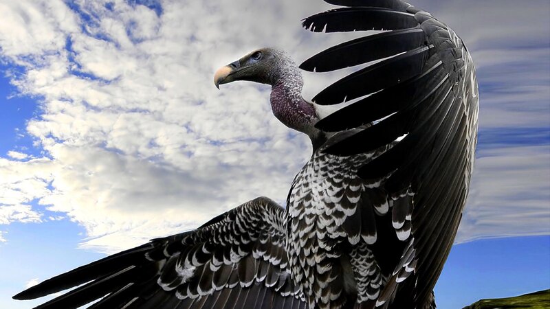 Vulture with Spread Wings — Blue, Dramatic, Afternoon, Photograph