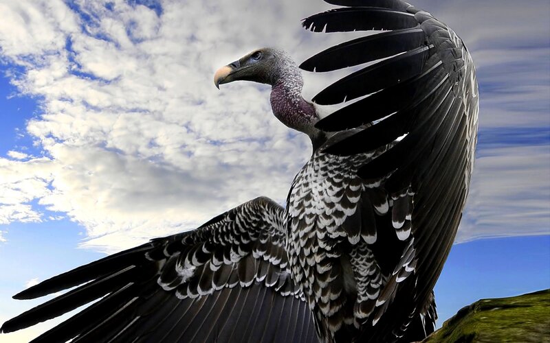 Vulture with Spread Wings — Blue, Dramatic