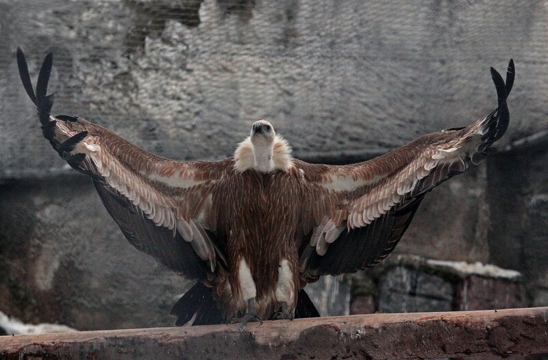 Vulture with Spread Wings — Brown