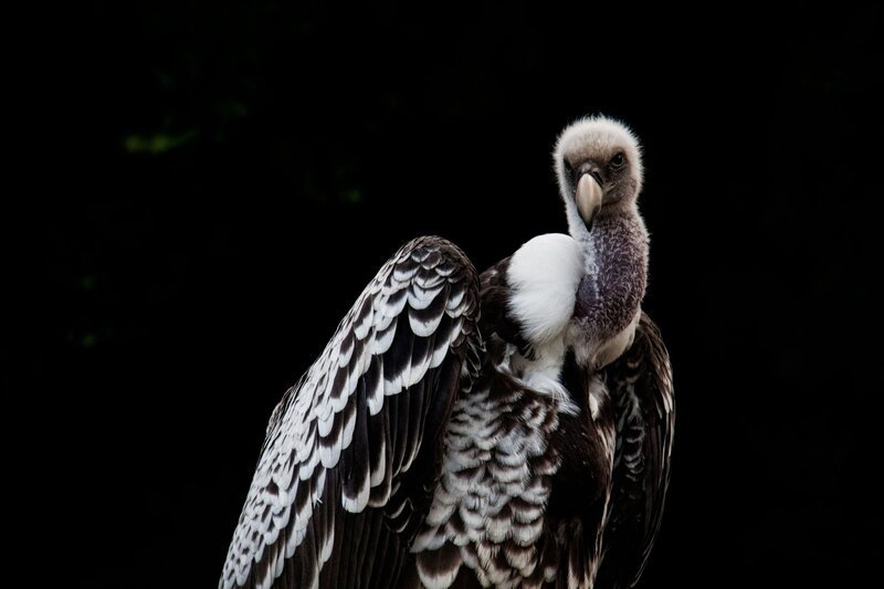 vulture with white neck feathers