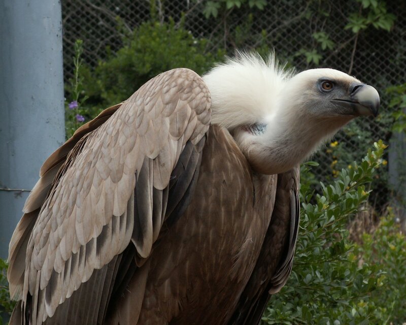 vulture with white neck feathers