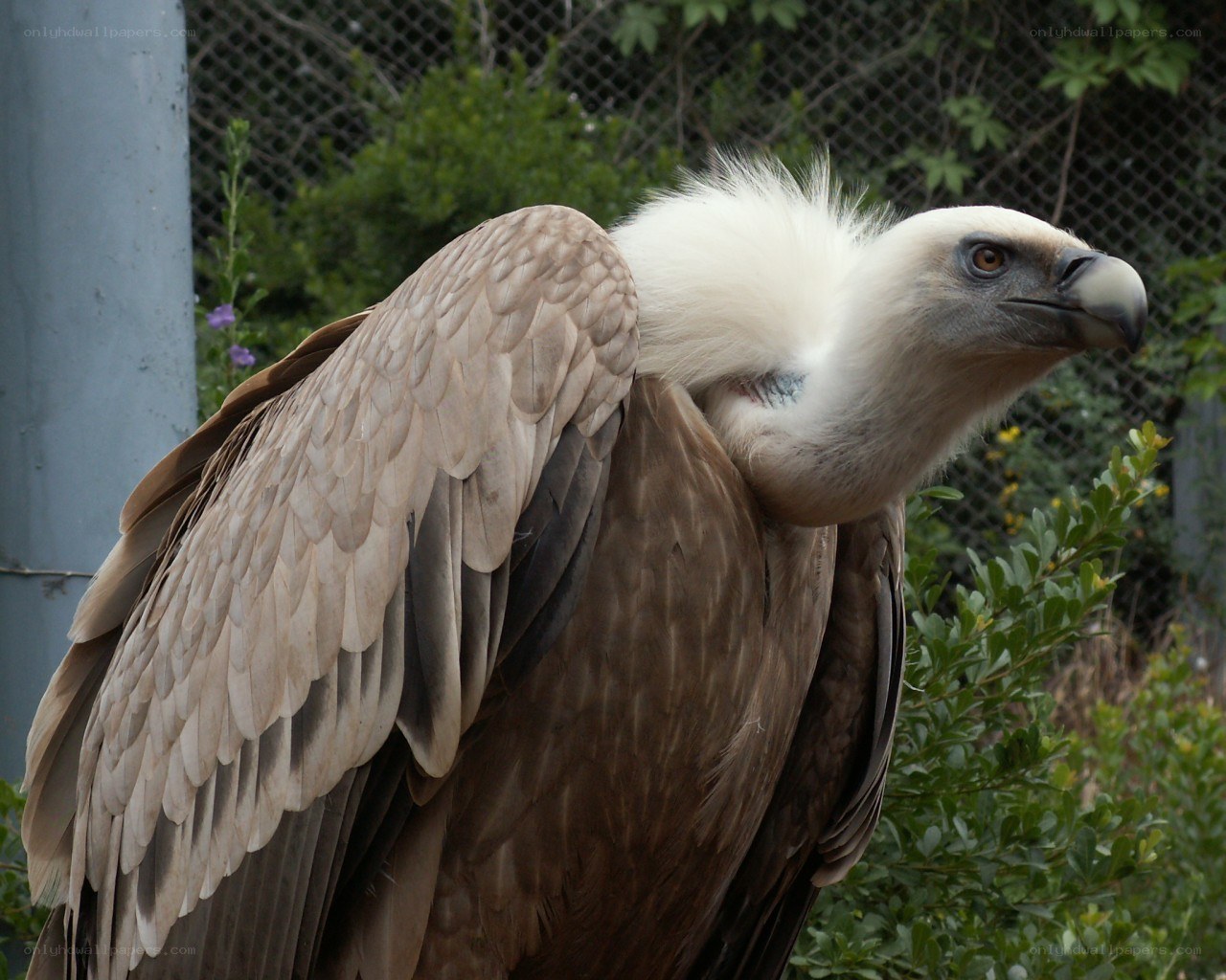 vulture with white neck feathers