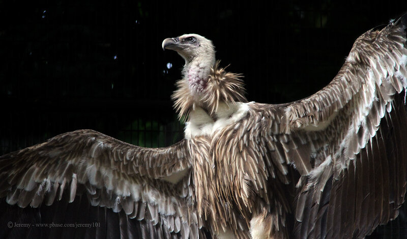 Vulture with wings spread