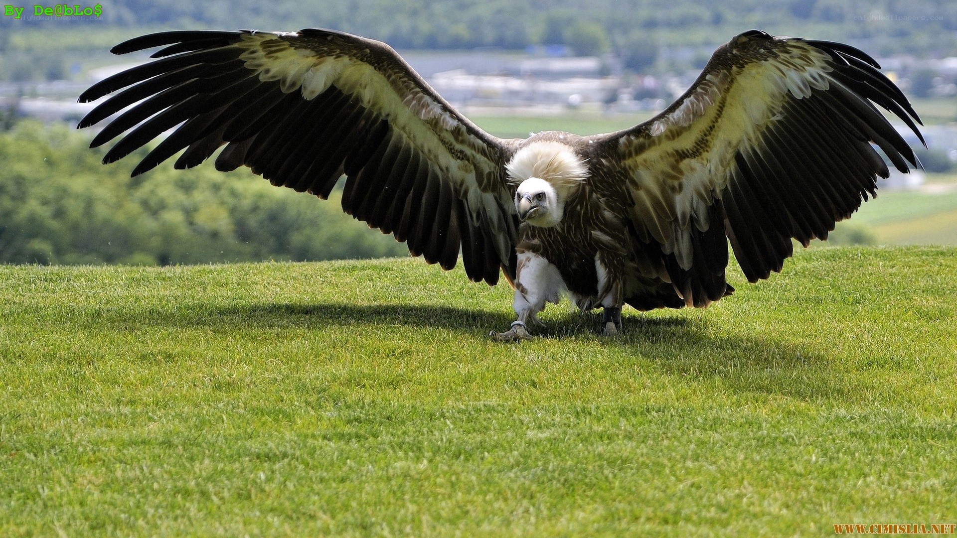 Vulture with wings spread on grass
