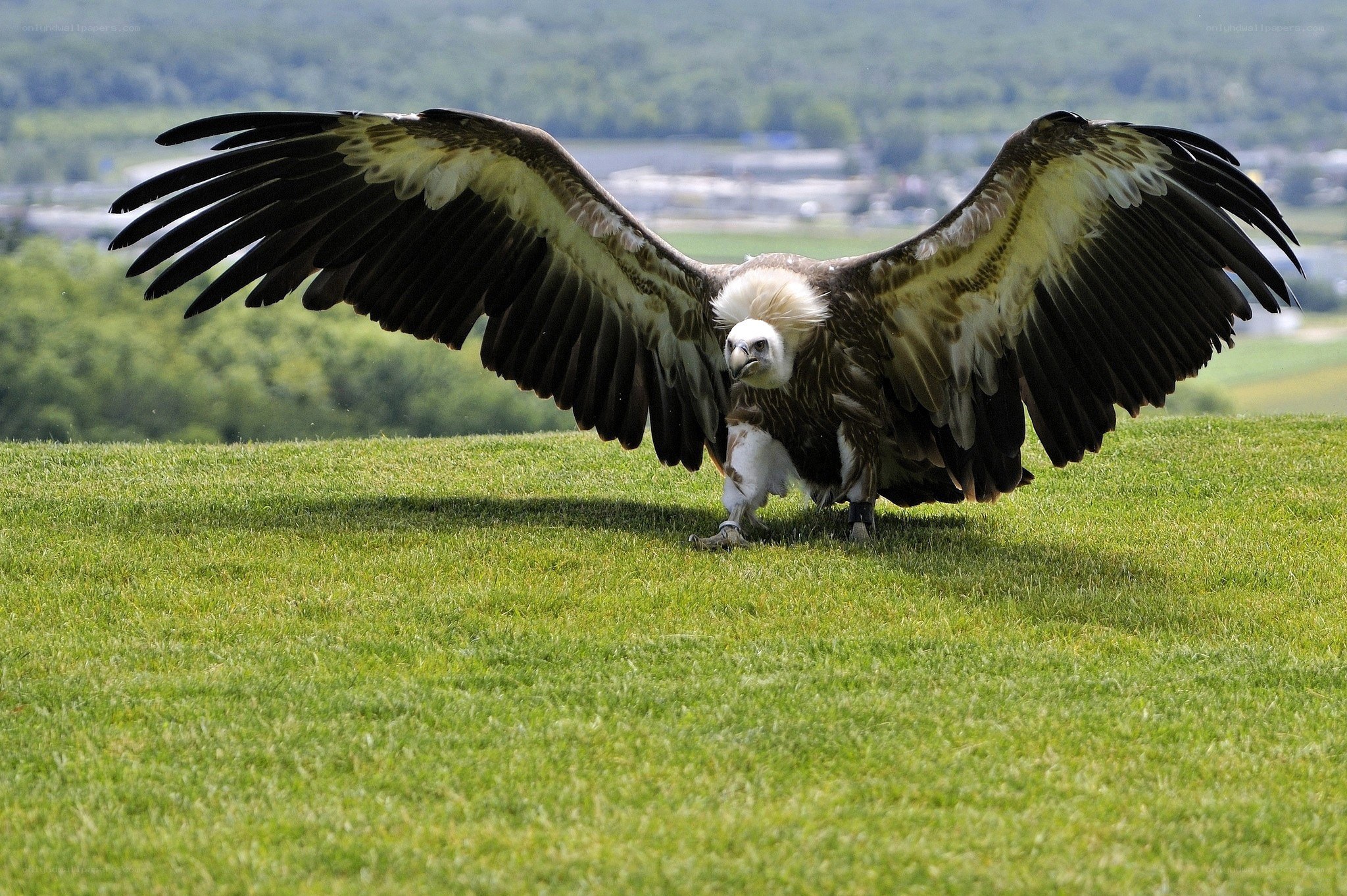 Vulture with wings spread on grass