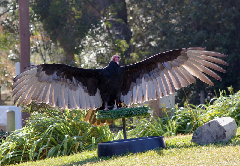 vulture with wings spread