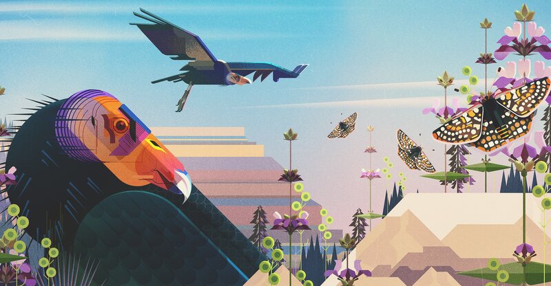 Vultures and Butterflies
