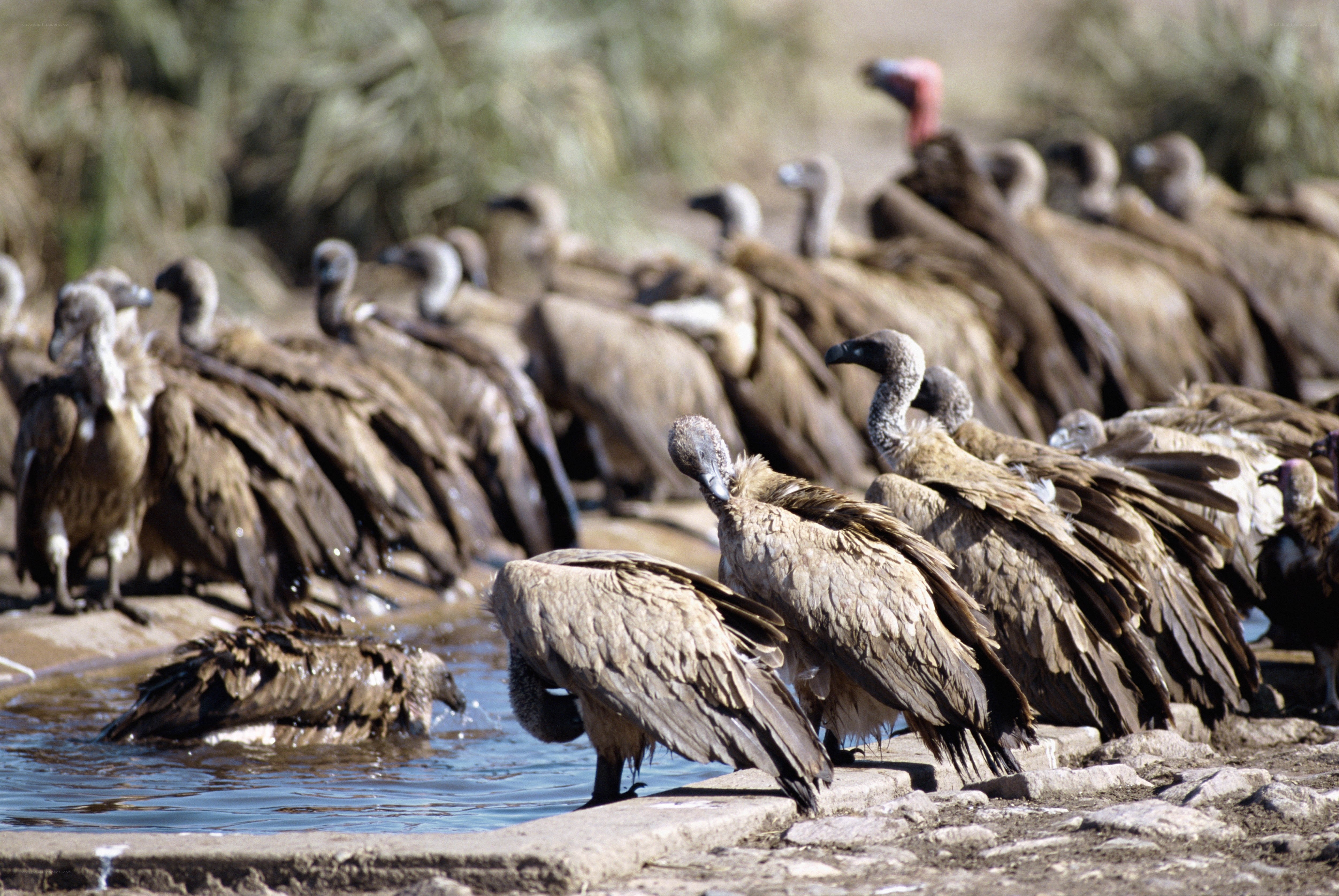 vultures at a waterhole