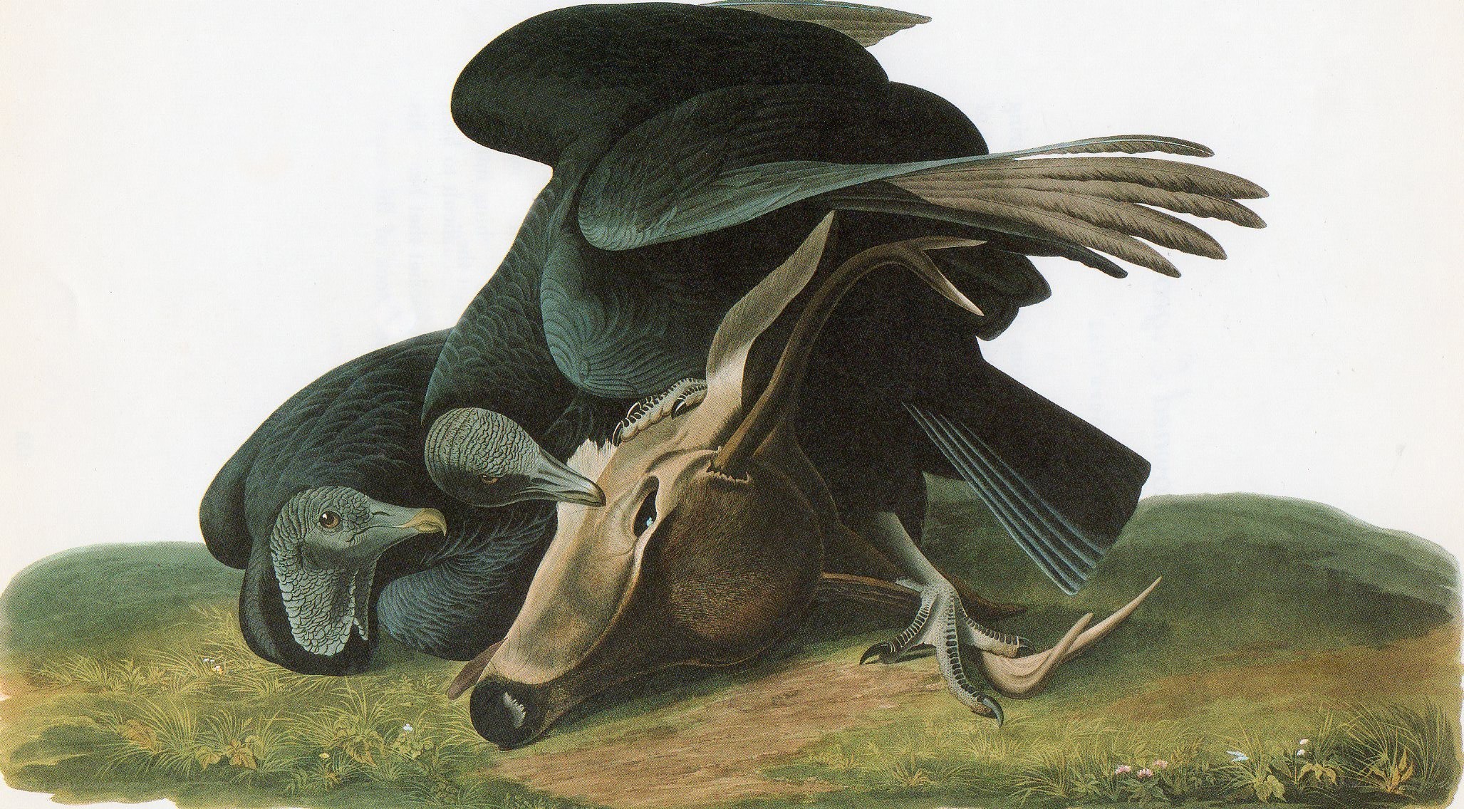 Vultures feeding on a deer