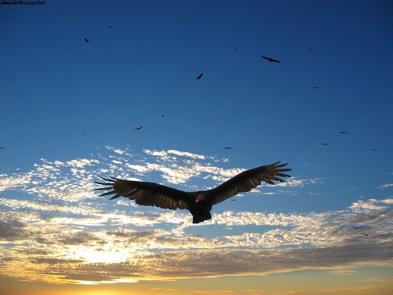 Vultures flying at sunset