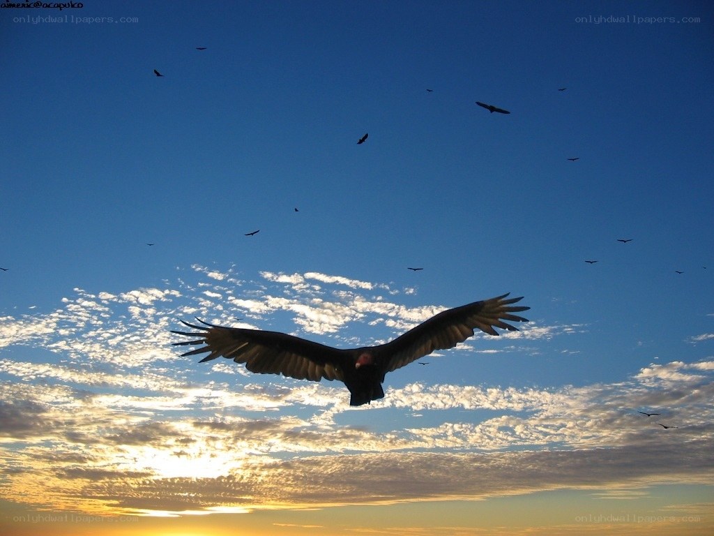 Vultures flying at sunset
