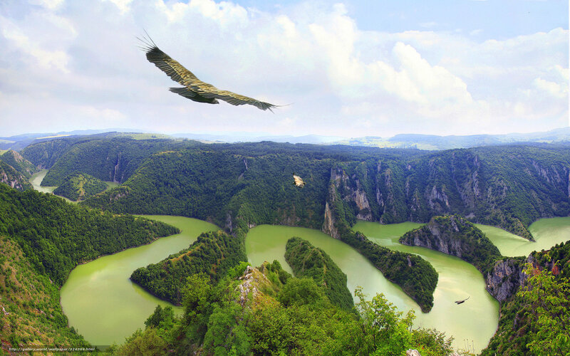 Vultures Flying over River