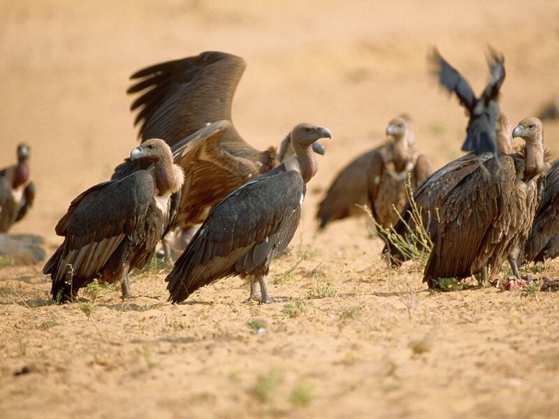 Vultures gathered at a carcass