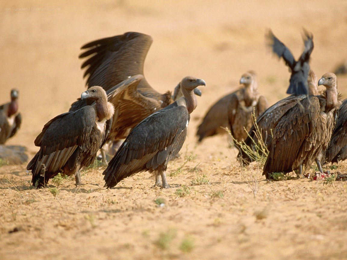 Vultures gathered at a carcass