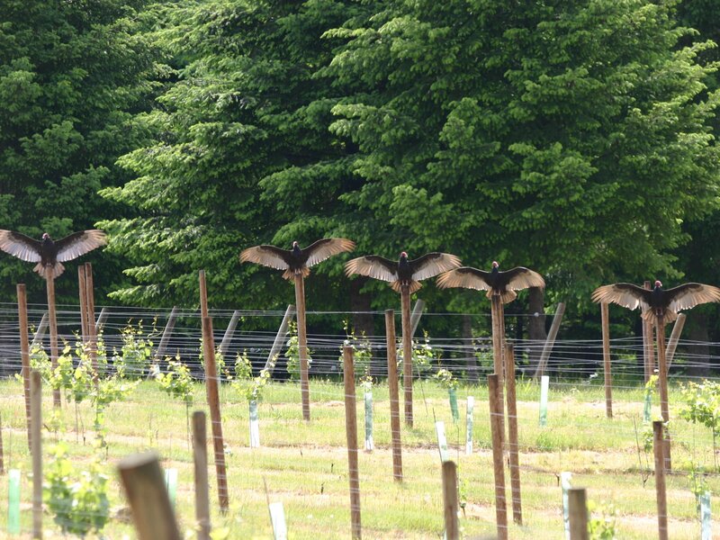 Vultures in a vineyard
