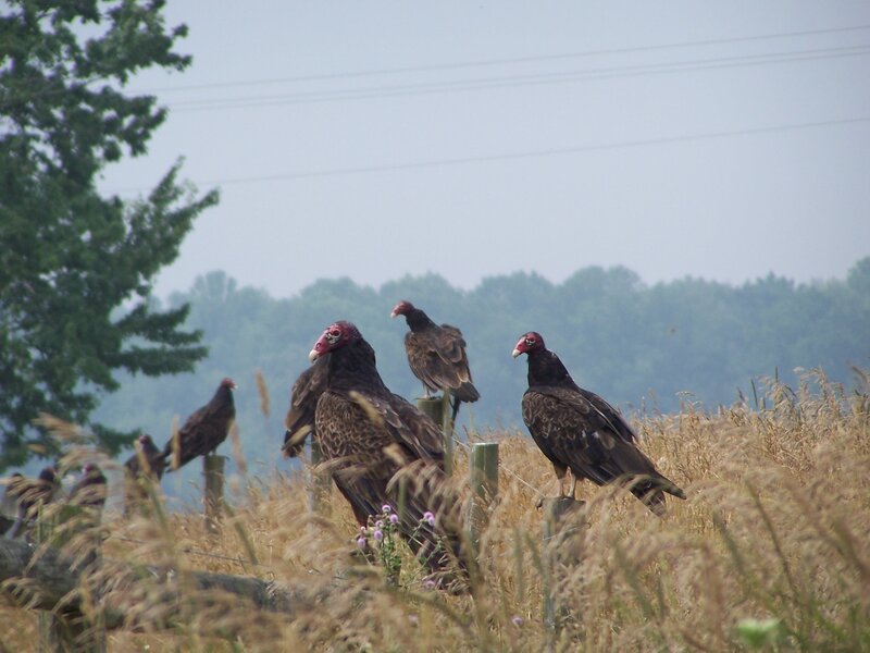 Vultures on a fence post
