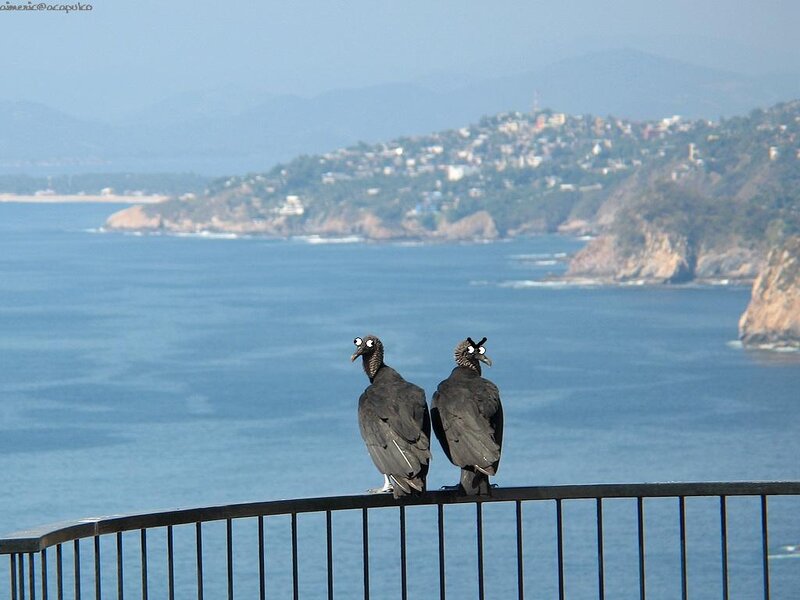Vultures on a railing overlooking the sea