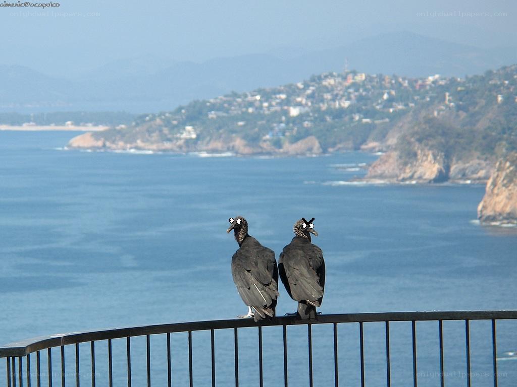 Vultures on a railing overlooking the sea