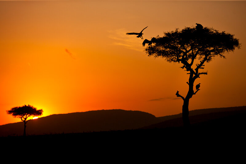 Vultures on Acacia Tree