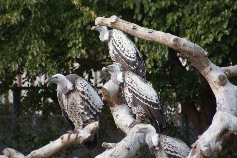 Vultures on Branches