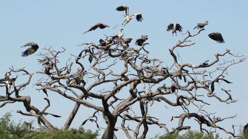 Vultures on Dead Tree