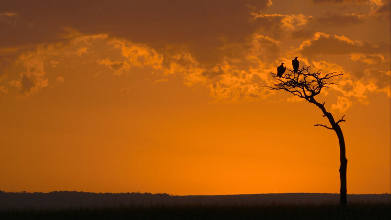 Vultures on Tree