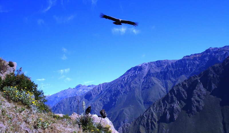 Vultures over mountain peaks