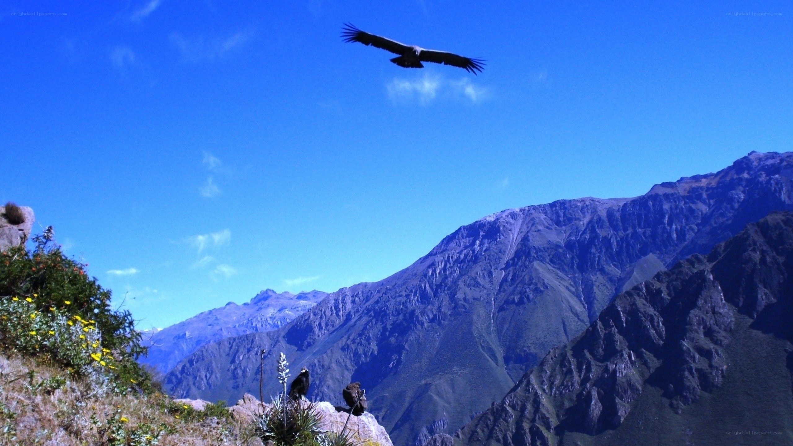 Vultures over mountain range