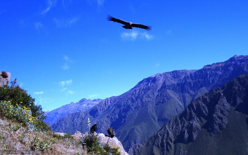 Vultures over mountain range