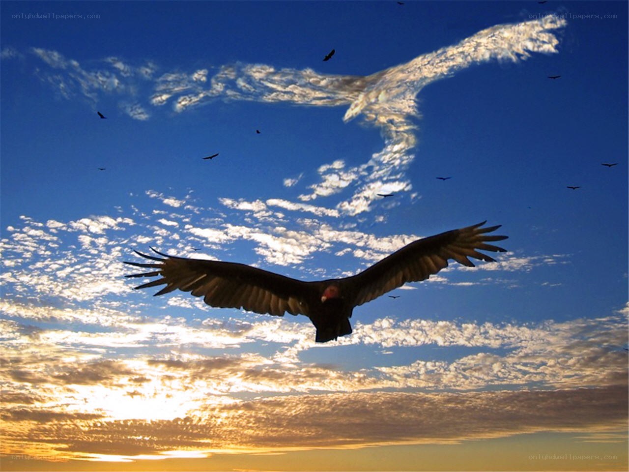 Vultures soar at sunset