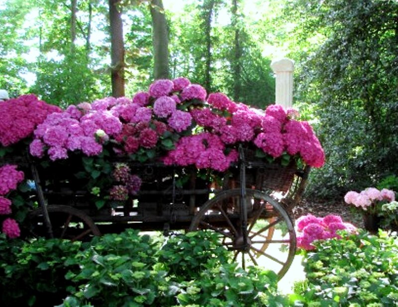 Wagon Filled with Hydrangeas