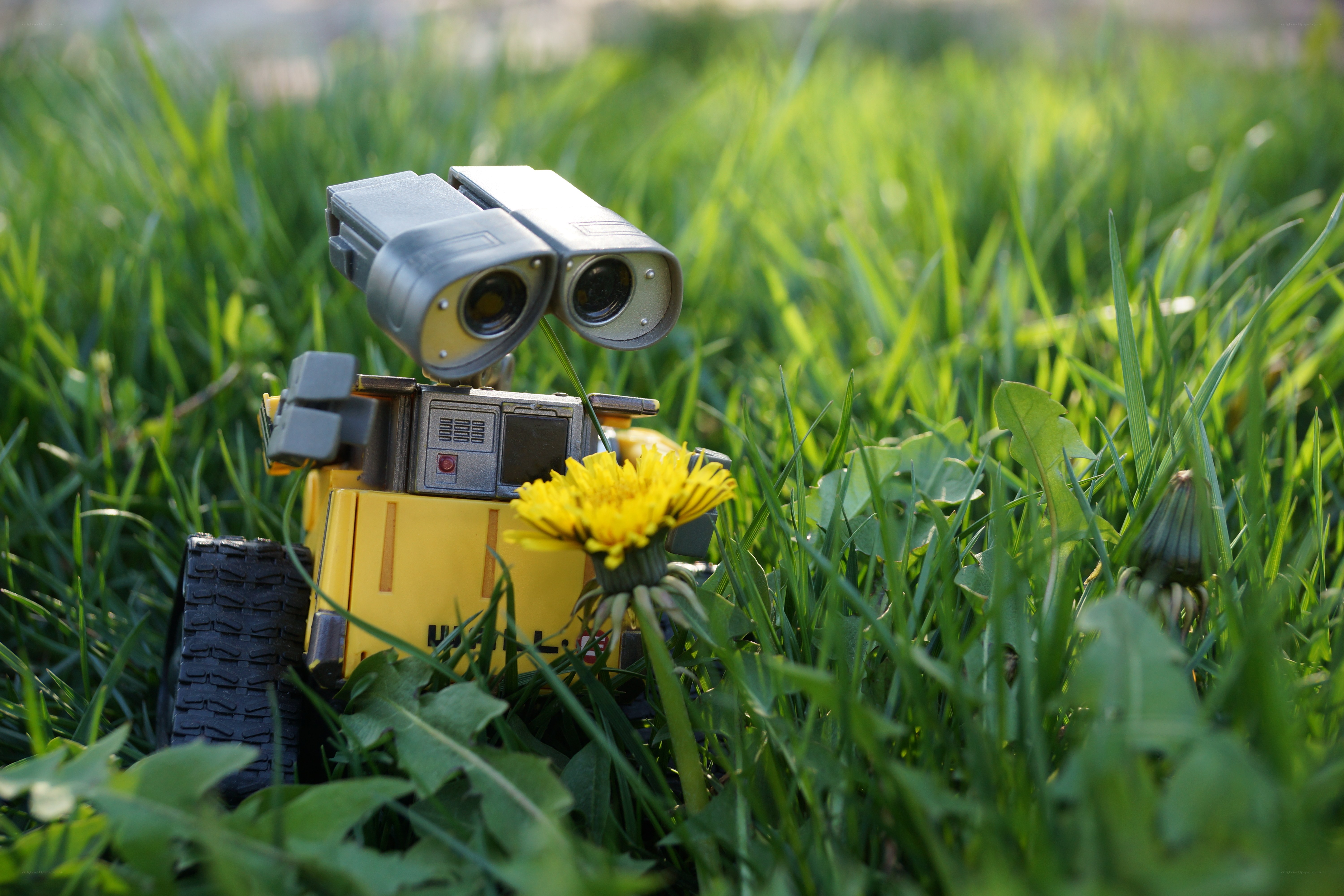 Wall-E in a field of dandelions