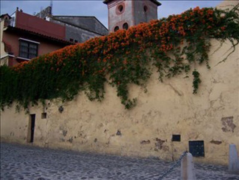wall with flowering vine