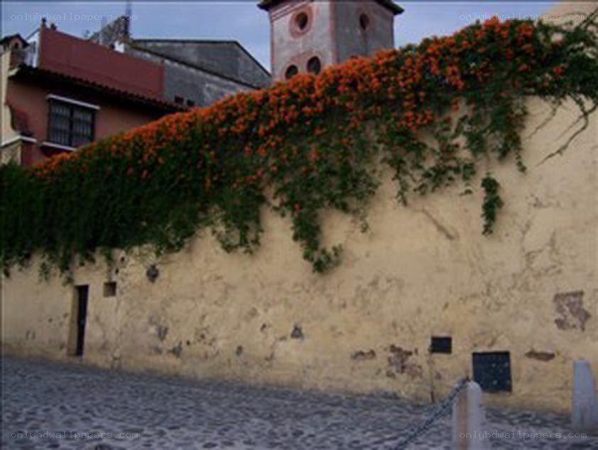 wall with flowering vine