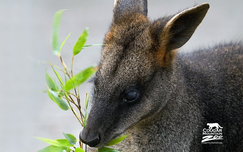 wallaby eating bamboo
