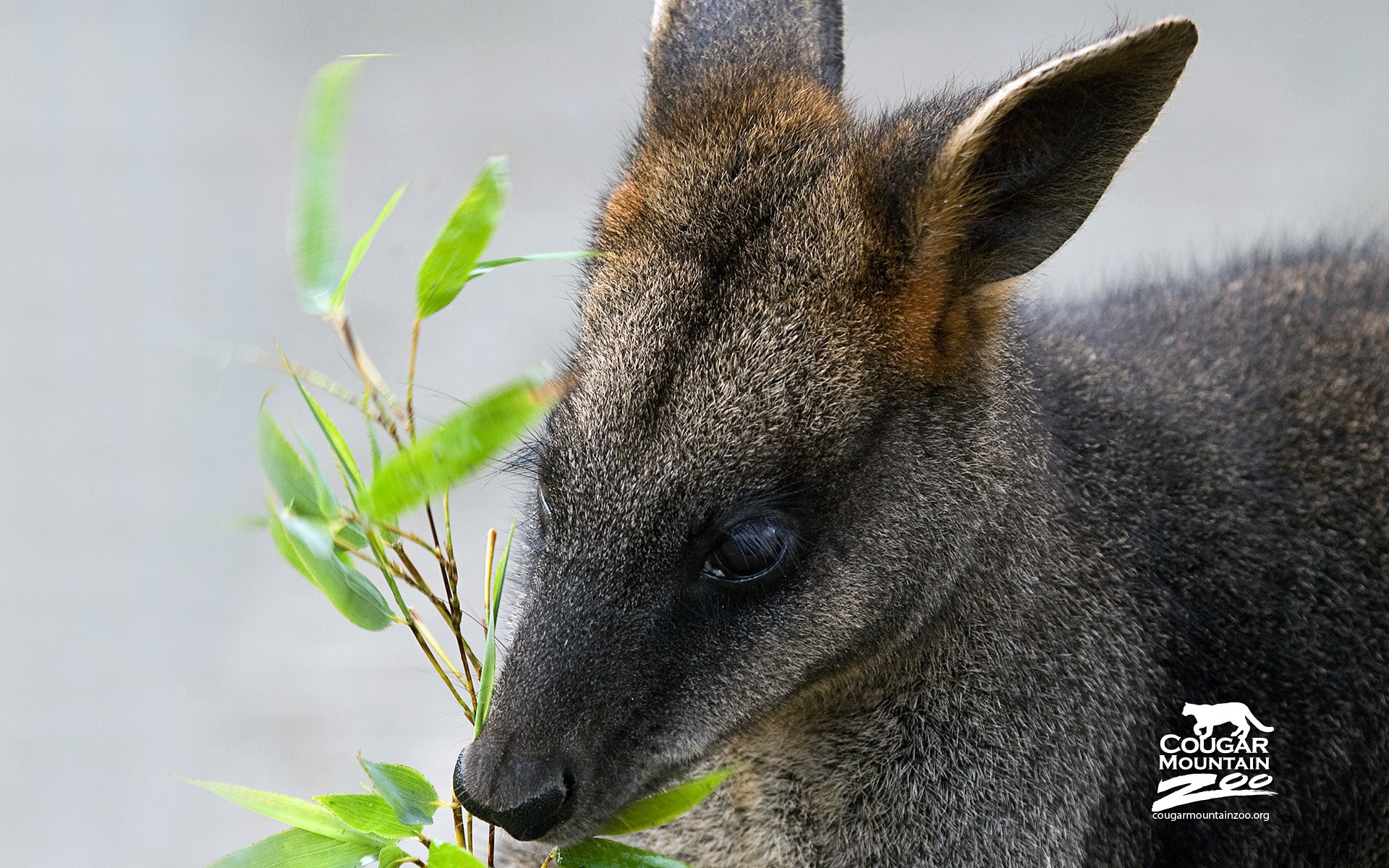 wallaby eating bamboo