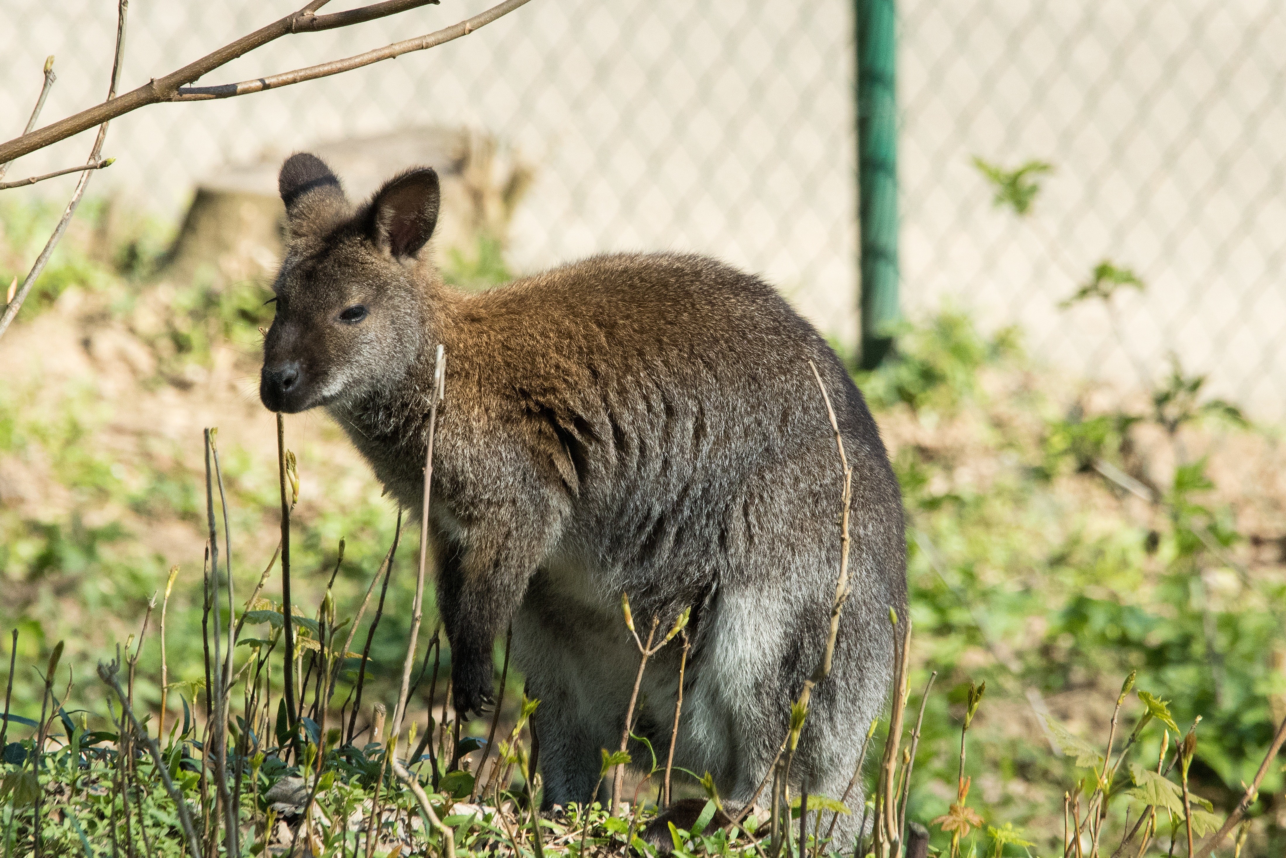 wallaby in a grassy enclosure