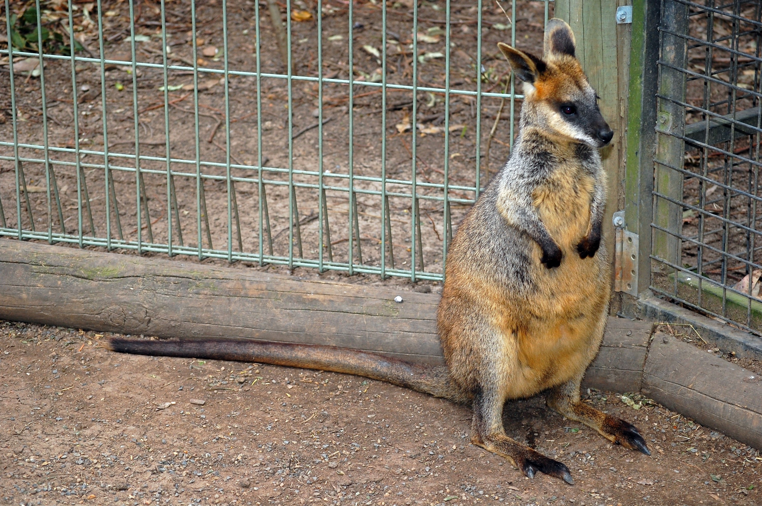 wallaby in enclosure