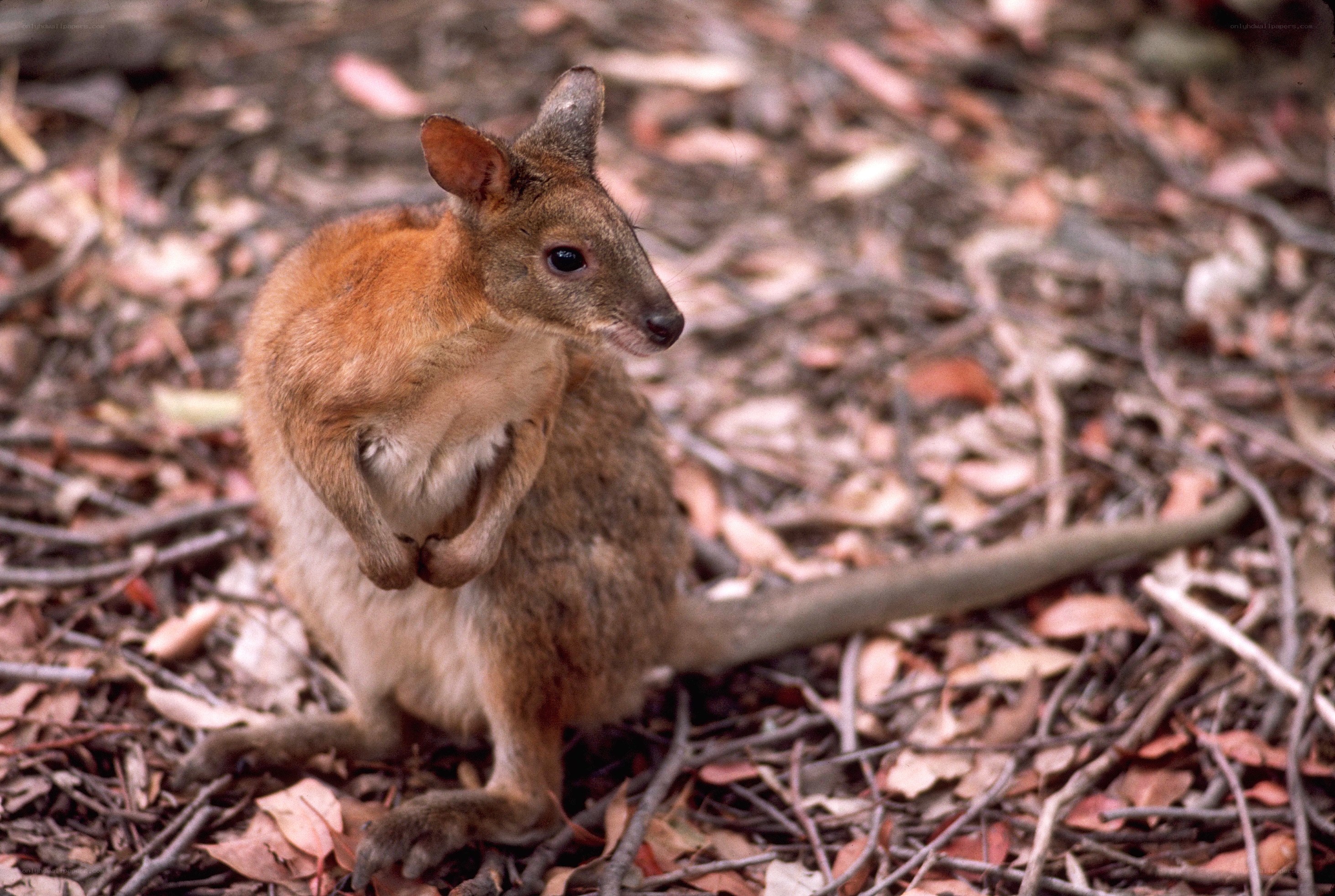 Wallaby in forest floor