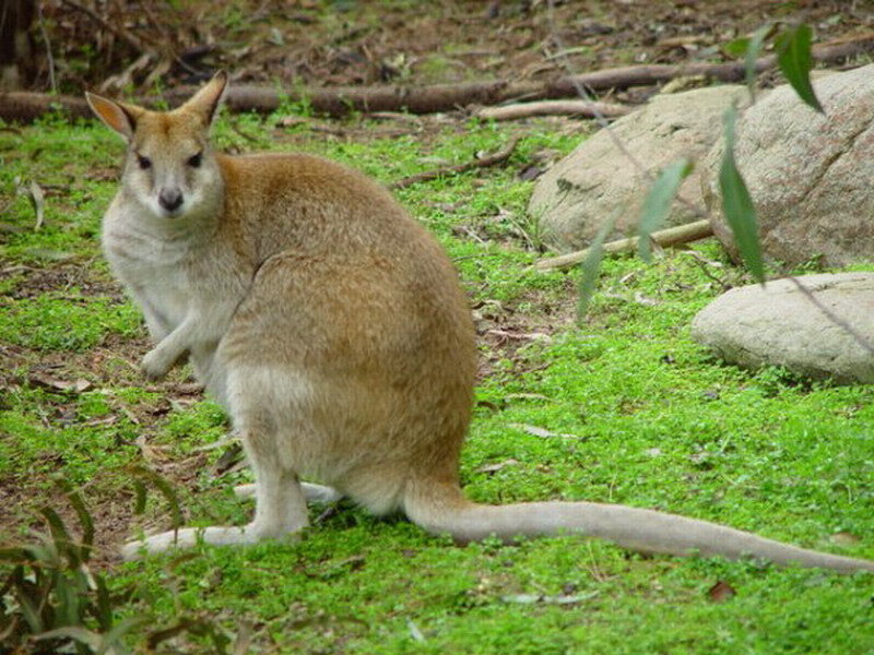 Wallaby in Grass