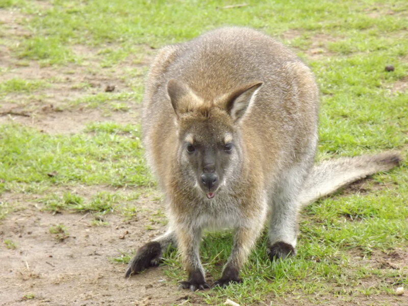 Wallaby on Grass — Green