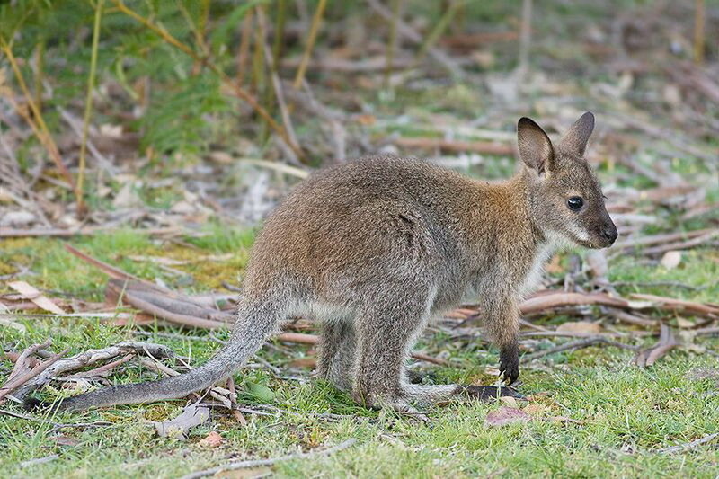 Wallaby on Grass