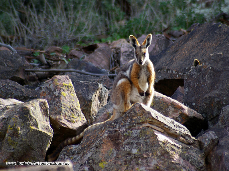 wallaby on rocks