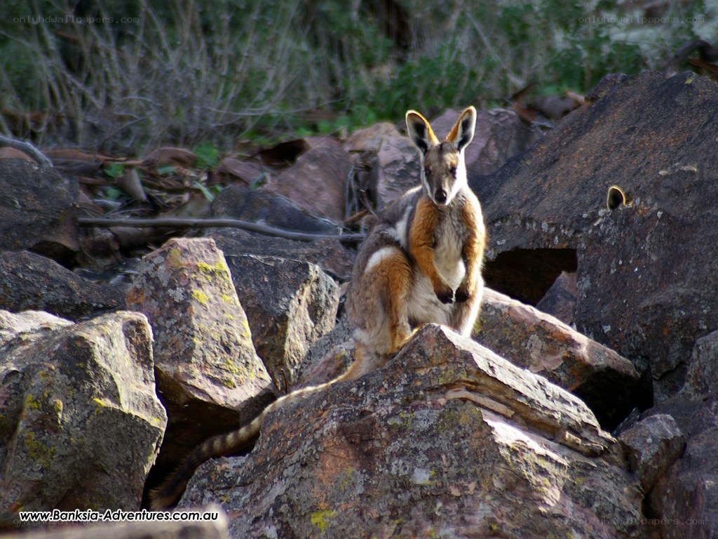 wallaby on rocks