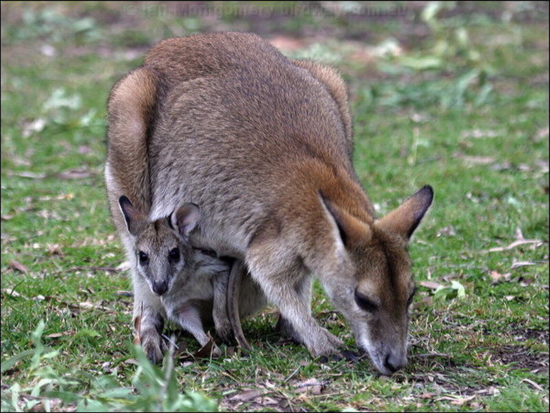 Wallaby with Joey — Brown