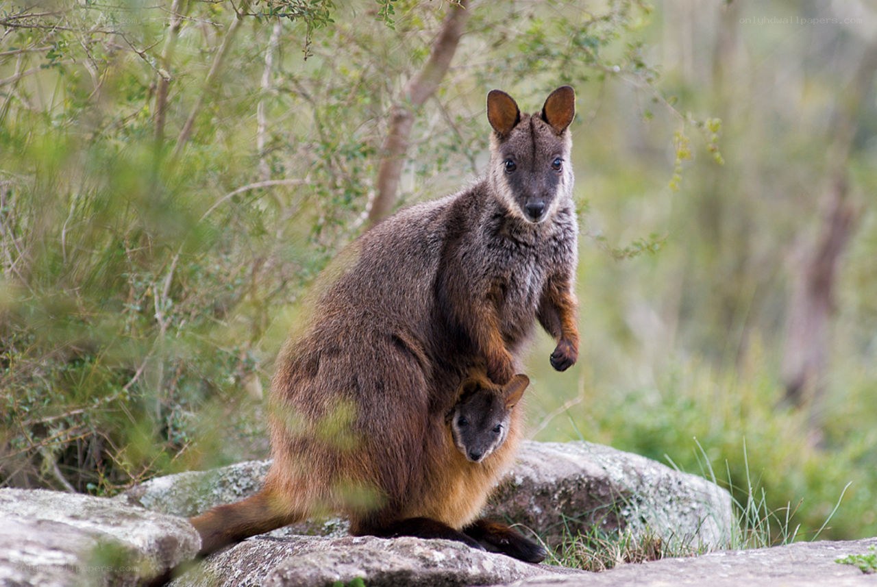 Wallaby with joey in pouch
